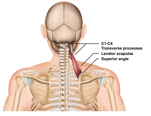 Stretching the Levator Scapulae
